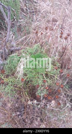 Coreopsi gigante (Leptosyne gigantea) Plantae Foto Stock