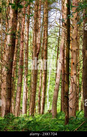 Dundee Templeton Woods in Scozia offre incantevoli percorsi naturalistici tortuosi attraverso un terreno lussureggiante, un verde intenso e un magnifico paesaggio durante la S. Foto Stock