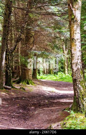 Dundee Templeton Woods in Scozia offre incantevoli percorsi naturalistici tortuosi attraverso un terreno lussureggiante, un verde intenso e un magnifico paesaggio durante la S. Foto Stock