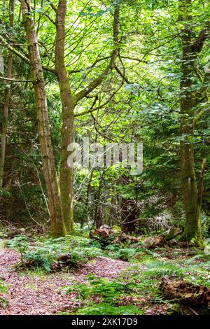 Dundee Templeton Woods in Scozia offre incantevoli percorsi naturalistici tortuosi attraverso un terreno lussureggiante, un verde intenso e un magnifico paesaggio durante la S. Foto Stock