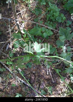 Pacific Sanicle (Sanicula crassicaulis) Plantae Foto Stock