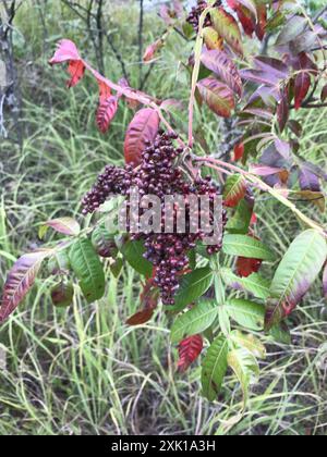 Brillante sumac (Rhus copallinum) Plantae Foto Stock
