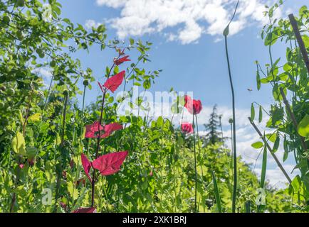 Vista dal basso di erbe e fiori contro un cielo blu con nuvole bianche Foto Stock