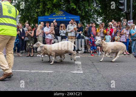 Overton Sheep Fair il 20 luglio 2024. Il tradizionale evento quadriennale si è svolto nel villaggio di Overton, Inghilterra, nel Regno Unito, nell'Hampshire, a partire da una pecora che ha guidato lungo la strada. C'erano molte bancarelle e intrattenimenti, tra cui balli Morris e una varietà di spettacoli di musica dal vivo. Nella foto: Le pecore hanno attraversato il centro del villaggio. Foto Stock