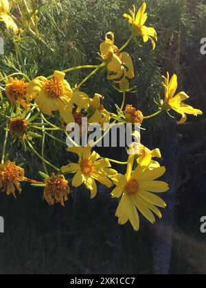 Coreopsi gigante (Leptosyne gigantea) Plantae Foto Stock