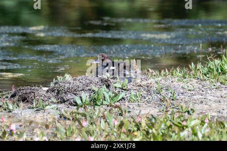 A Barrow's GoldenEye Duck (Bucephala islandica) con Young su uno stagno del Wyoming. L'anatra è mimetizzata contro la vegetazione marrone e verde; e la sua Foto Stock