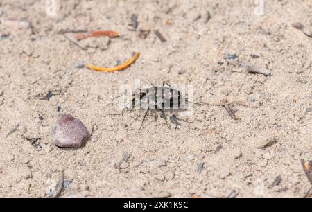 Uno scarabeo della tigre occidentale; Cicindela oregona Wyoming; passeggiate attraverso il suolo sabbioso del Wyoming; le sue potenti mandibole pronte a schiantarsi contro qualsiasi preda. Foto Stock