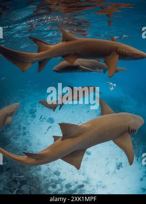 Gruppo di squali nutrice nell'oceano blu. Vita sottomarina Foto Stock