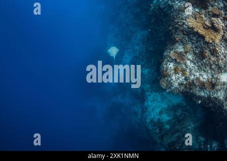 Barriera corallina tropicale con profondità e nuotate sott'acqua di pastinaca nel mare blu delle Maldive. Foto Stock