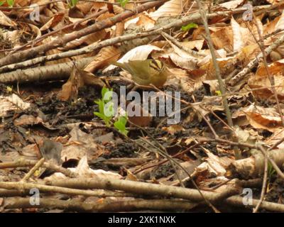 Warbler mangiatore di vermi (Helmitheros vermivorum) Aves Foto Stock