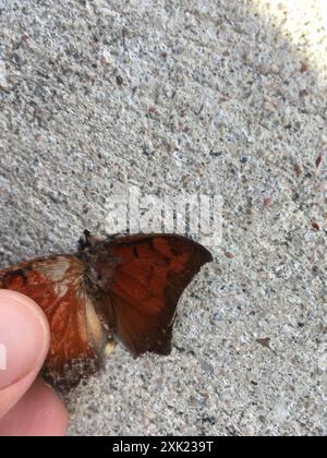 Goatweed Leafwing (Anaea andria) Insecta Foto Stock