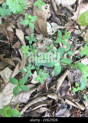 Cannuccia di liquirizia (Galium circaezans) Plantae Foto Stock