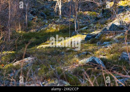 Poche piccole e gigantesche formazioni rocciose accanto al sentiero di montagna durante il giorno di sole in inverno Foto Stock