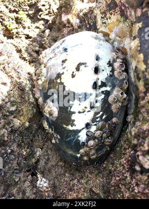 Black Abalone (Haliotis cracherodii) Mollusca Foto Stock