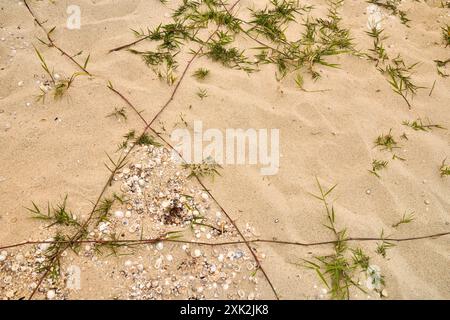 La vista dall'alto dettagliata delle sabbie oceaniche disseminate di conchiglie, minuscole piante di dune e erba che si intrecciano attraverso questa immagine cattura l'essenza di un tranquillo untou Foto Stock