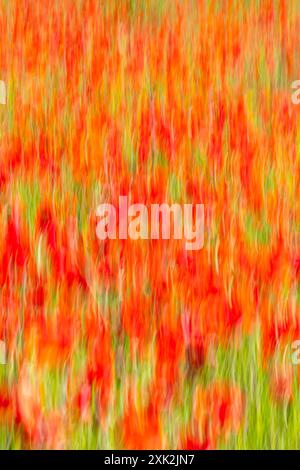 Un'impressione artistica di un campo di papavero catturato con una sfocatura intenzionale del movimento, che produce un'immagine vibrante astratta con colori vorticosi di rosso e g. Foto Stock