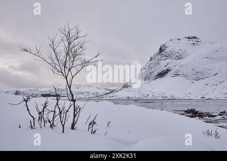 Un tranquillo scenario invernale a Lofoten, Norvegia, caratterizzato da un albero senza fronzoli sullo sfondo di montagne innevate e un fiume parzialmente ghiacciato Foto Stock