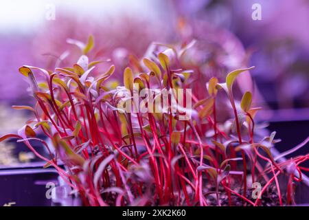 Foto ravvicinata che cattura la lussureggiante e vibrante crescita di microgreen immersi in un'incantevole luce viola, le vivaci radici rosse e le delicate foglie verdi Foto Stock