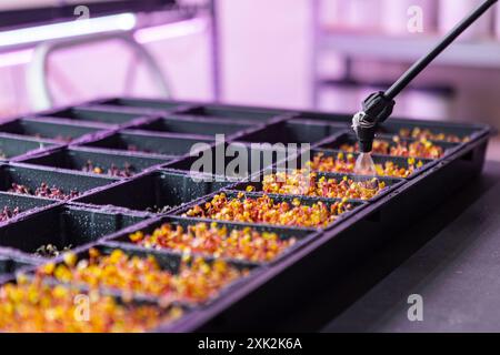 Foto ravvicinata di una mano con un ugello spruzzatore per innaffiare microgreen colorati in vassoi neri, in un ambiente a effetto serra controllato Foto Stock