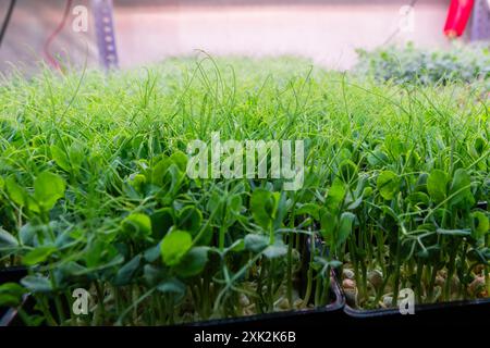 Un'immagine che mostra un denso letto di fiorenti microgreen in varie fasi di crescita, con un'attenzione particolare ai loro delicati tendini e al lussureggiante lascito verde Foto Stock