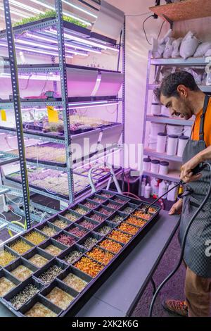 Un uomo concentrato in grembiule coltiva vari microgreen sotto le luci artificiali in un ambiente compatto e verticale Foto Stock