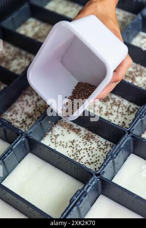 Vista dettagliata di semi microverdi spalmati a mano in vassoi sezionali per la semina di precisione, evidenziando la fase iniziale dell'agricoltura urbana al chiuso Foto Stock