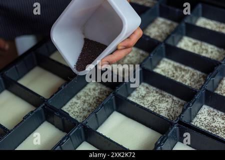 Una mano disperde con cura i semi in vassoi segmentati, un metodo utilizzato nella coltivazione microverde controllata in un'azienda agricola urbana, concentrandosi sulla massimizzazione del gro Foto Stock