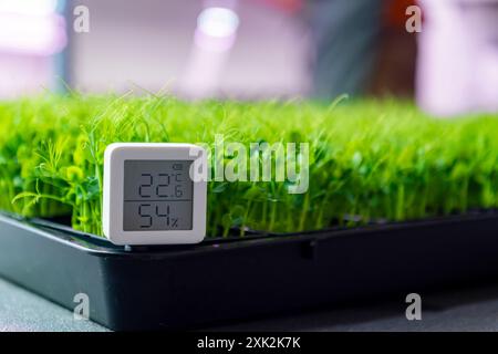 Un termometro digitale visualizza i livelli di temperatura e umidità fondamentali per la crescita di microgreen sani in un ambiente controllato Foto Stock