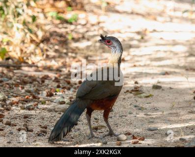 Chachalaca (Ortalis wagleri), membro della famiglia Cracidae, cammina lungo un sentiero di foresta sabbiosa in Messico. L'uccello e' rufo distintivo Foto Stock