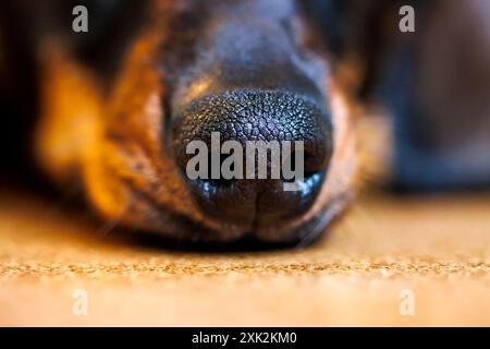 Un primo piano nitido e dettagliato che cattura la superficie ruvida del naso nero di un cane, evidenziando i pori individuali su uno sfondo sfocato Foto Stock