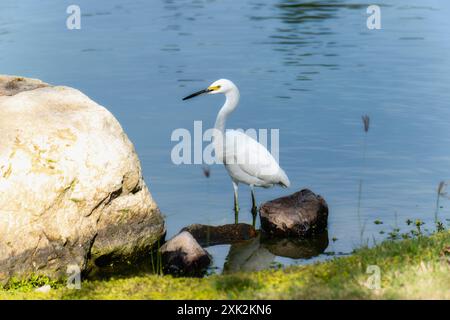 Un'egretta innevata; Egretta thula; si trova su una roccia in acque poco profonde in Messico. L'uccello bianco ha la testa girata di lato; come se fosse alla ricerca di prede. Il Foto Stock