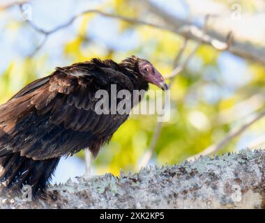 Un Vulture di Turchia (Cathartes aura); identificato dal suo piumaggio scuro e dalla testa rossa; appollaiato su un ramo in Messico. Le sue piume sono arricciate; e la sua testa Foto Stock