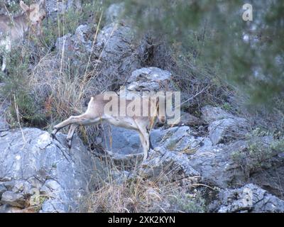 Ibex spagnolo sudorientale (Capra pyrenaica hispanica) Mammalia Foto Stock