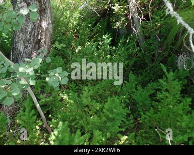 Tasso canadese (Taxus canadensis) Plantae Foto Stock