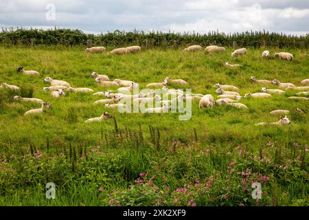 Pascolo di pecore nei campi agricoli della campagna del Lincolnshire Foto Stock