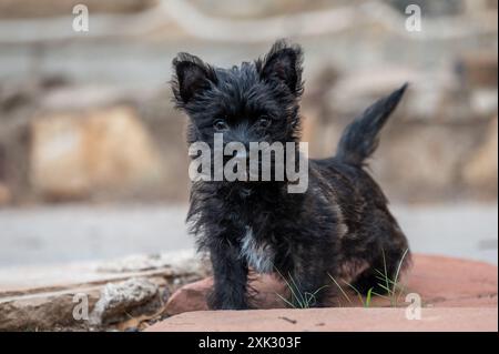 Simpatico cucciolo Carin terrier che posa per un ritratto all'aperto con illuminazione naturale Foto Stock