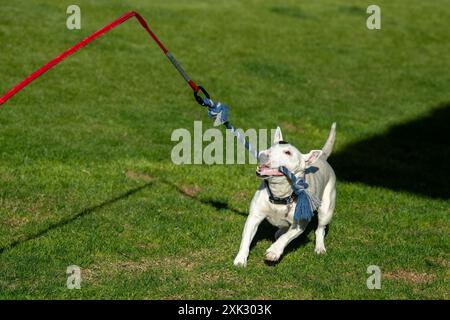 Terrier toro bianco in miniatura che gioca con un giocattolo trainato sull'erba Foto Stock