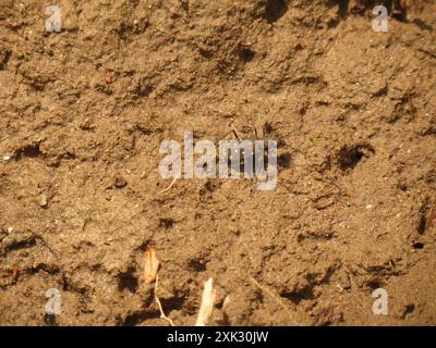 Twelve-spotted Tiger Beetle (Cicindela duodecimguttata) Insecta Foto Stock