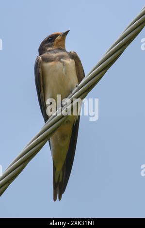 Hirundo rustica, alias Barn, ingoiato su filo elettrico. Isolato su sfondo blu. Foto Stock