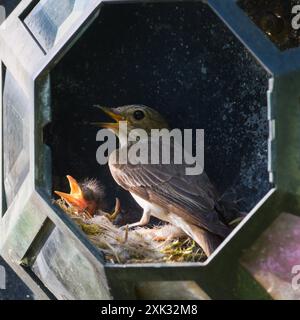 Muscicapa striata, alias flycatcher avvistato nel nido con i suoi neonati. Nest si trova nel cimitero. Foto Stock