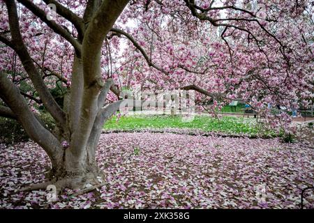 Saucer Magnolias nell'Enid A. Haupt Garden a Washington DC | WASHINGTON D.C., Stati Uniti - i petali di magnolia caduti ricoprono il prato sotto un albero maturo nel Enid A. Haupt Garden vicino al Castello Smithsonian. Il giardino, dedicato nel 1987, occupa il tetto piantato del Quadrangle Building sotterraneo dello Smithsonian. Le magnolie dei piattini in genere sbocciano a marzo, diverse settimane prima del picco dei ciliegi del National Mall. Foto Stock