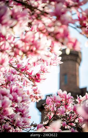 WASHINGTON, DC, Stati Uniti — Saucer magnolia Trees in piena fioritura presso l'Enid A. Haupt Garden, adiacente allo Smithsonian Castle. I fiori rosa e bianco di questi alberi ornamentali creano una colorata esposizione primaverile in questo formale giardino pubblico sul National Mall. Foto Stock