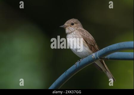 Muscicapa striata, anche nota come flycatcher maculato arroccato sul giardino. Foto Stock