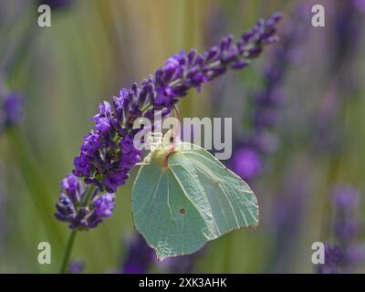 Butterfly Gonepteryx rhamni, alias Common Brimstone, che si nutre del fiore di levandro in fiore. Foto Stock