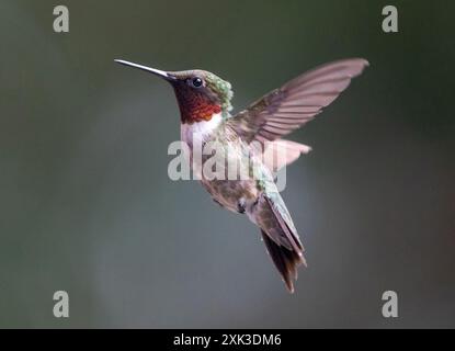 Colibrì maschio dalla gola rubina che si libra su uno sfondo sfocato. Foto Stock