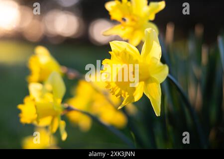 WASHINGTON DC, Stati Uniti: I narcisi fioriscono in vibranti tonalità di giallo e bianco al Lady Bird Johnson Park, nella capitale della nazione. Il parco, che prende il nome dall'ex First Lady nota per i suoi sforzi di abbellimento, presenta una varietà di fiori primaverili e sentieri per passeggiate. I visitatori apprezzeranno la colorata esposizione di narcisi, un simbolo dell'arrivo della primavera. Foto Stock