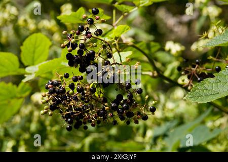(Aralia bicrenata) Plantae Foto Stock
