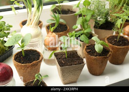 Molte piantine diverse in pentole e cipolle germogliate sul davanzale della finestra, primo piano Foto Stock