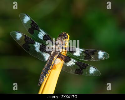 Bella libellula skimmer maschio a otto macchie (Libellula forensis) che riposa mentre è arroccata su un fiore di giglio Foto Stock