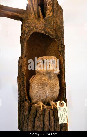 Otus asio naevius naevius in Museum of Zoology, Cambridge, Inghilterra, Regno Unito Foto Stock